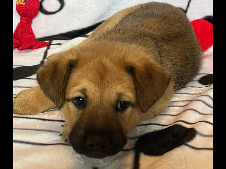 chinook puppy